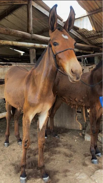 Burro 1,5anos 