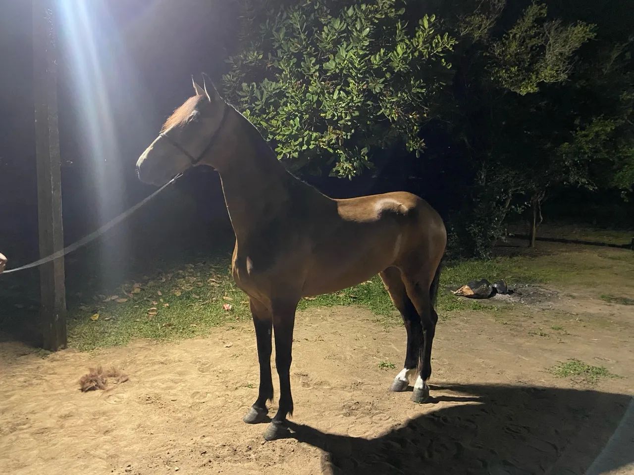 Cavalo Mangalarga Marchador - Foto 6