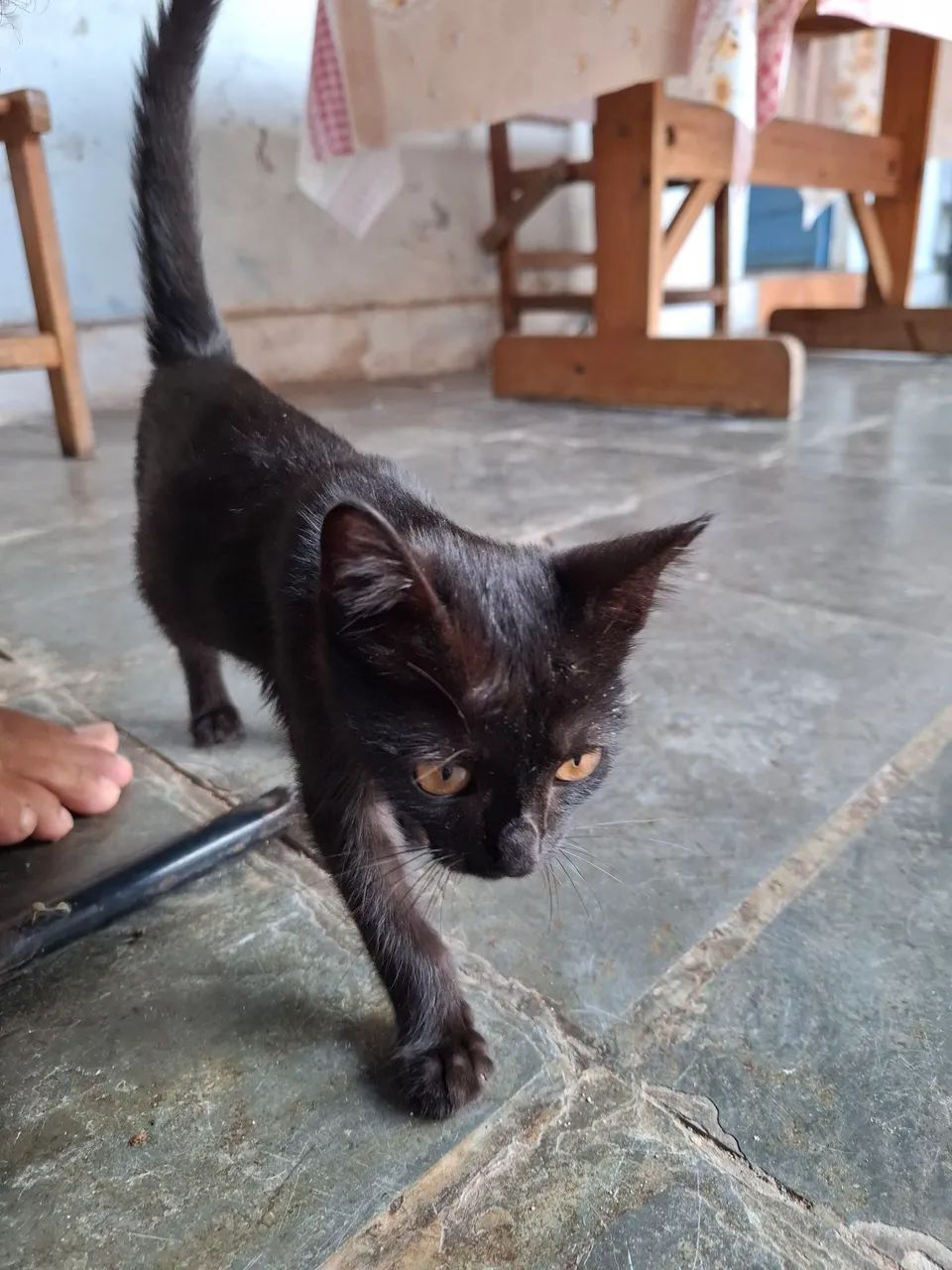 Gatinho Preto  - Foto 2