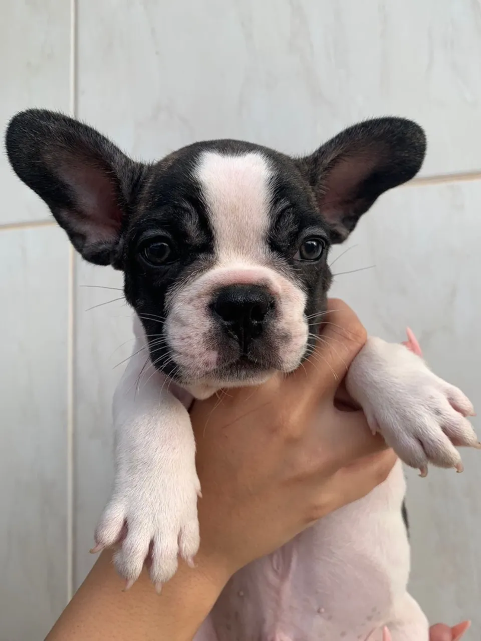Filhote de Bulldog Francês