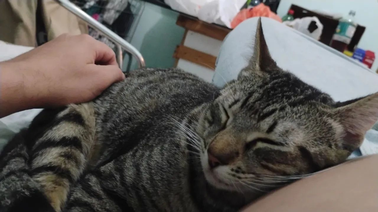 Dois gatos de 8 meses para adoção  - Foto 2