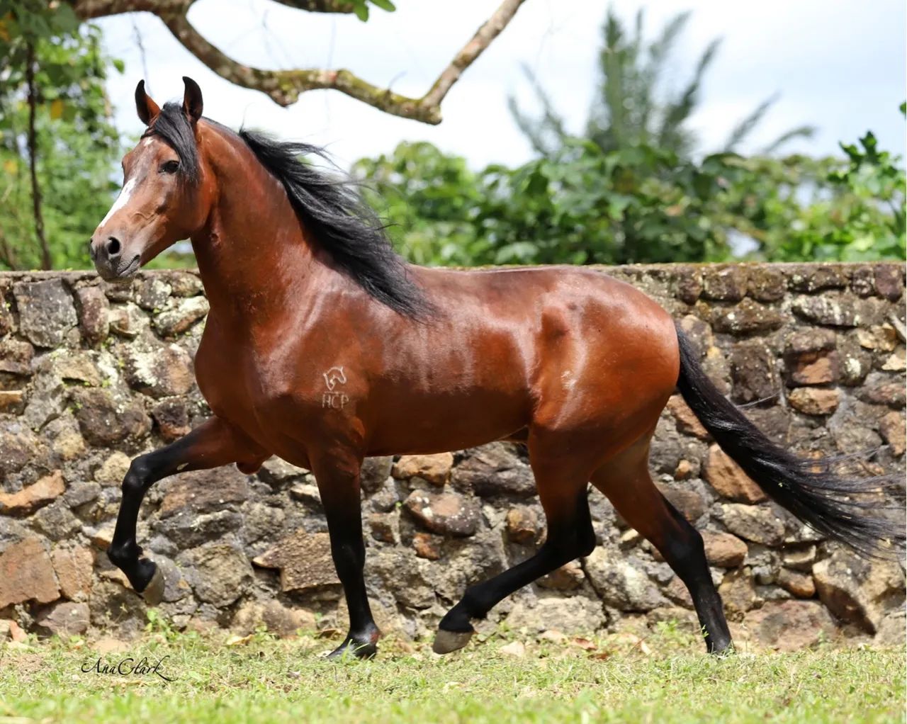 Cavalo Mangalarga Marchador