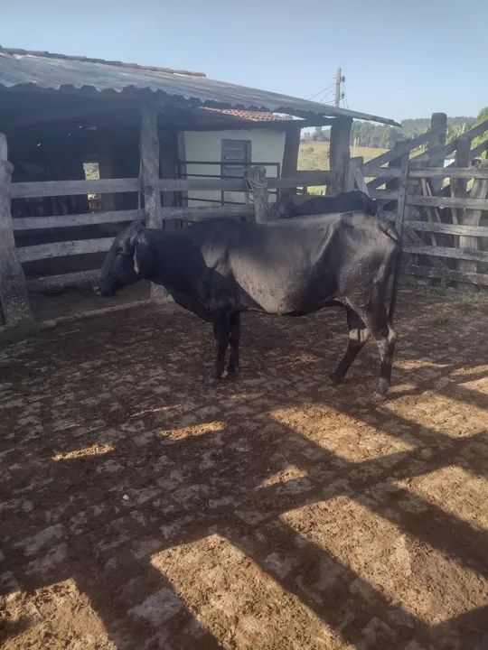 Vaca meio sangue muito boa - Foto 2