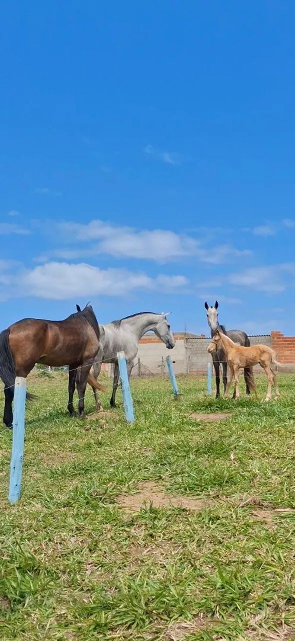 Potra macia! - Foto 4