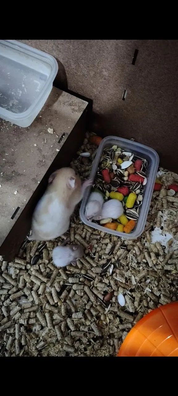  hamsters fofinhos para adoção - Foto 5