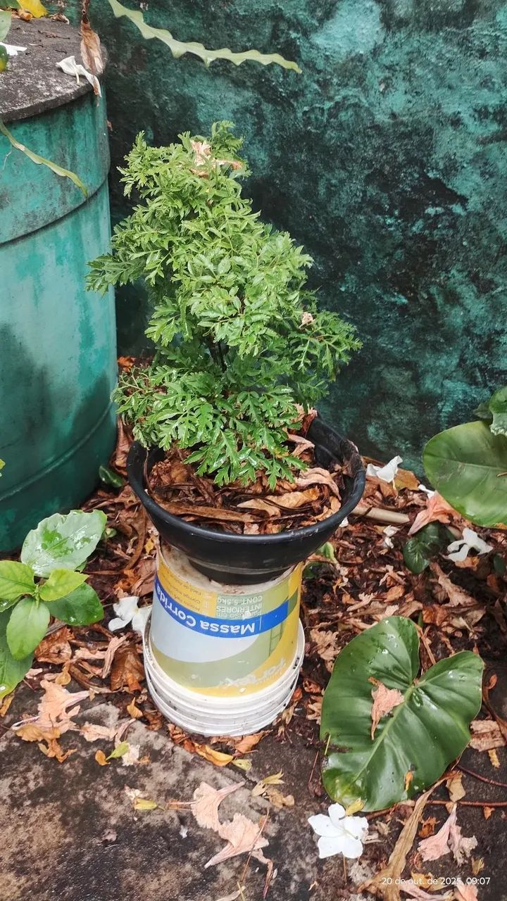 plantas ornamental para seu jardim, vários preços 