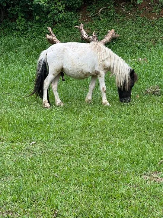 Vende se mini pônei  - Foto 2
