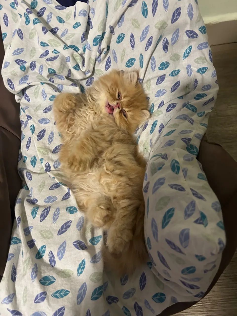 Filhote gato mini-persa - Foto 3