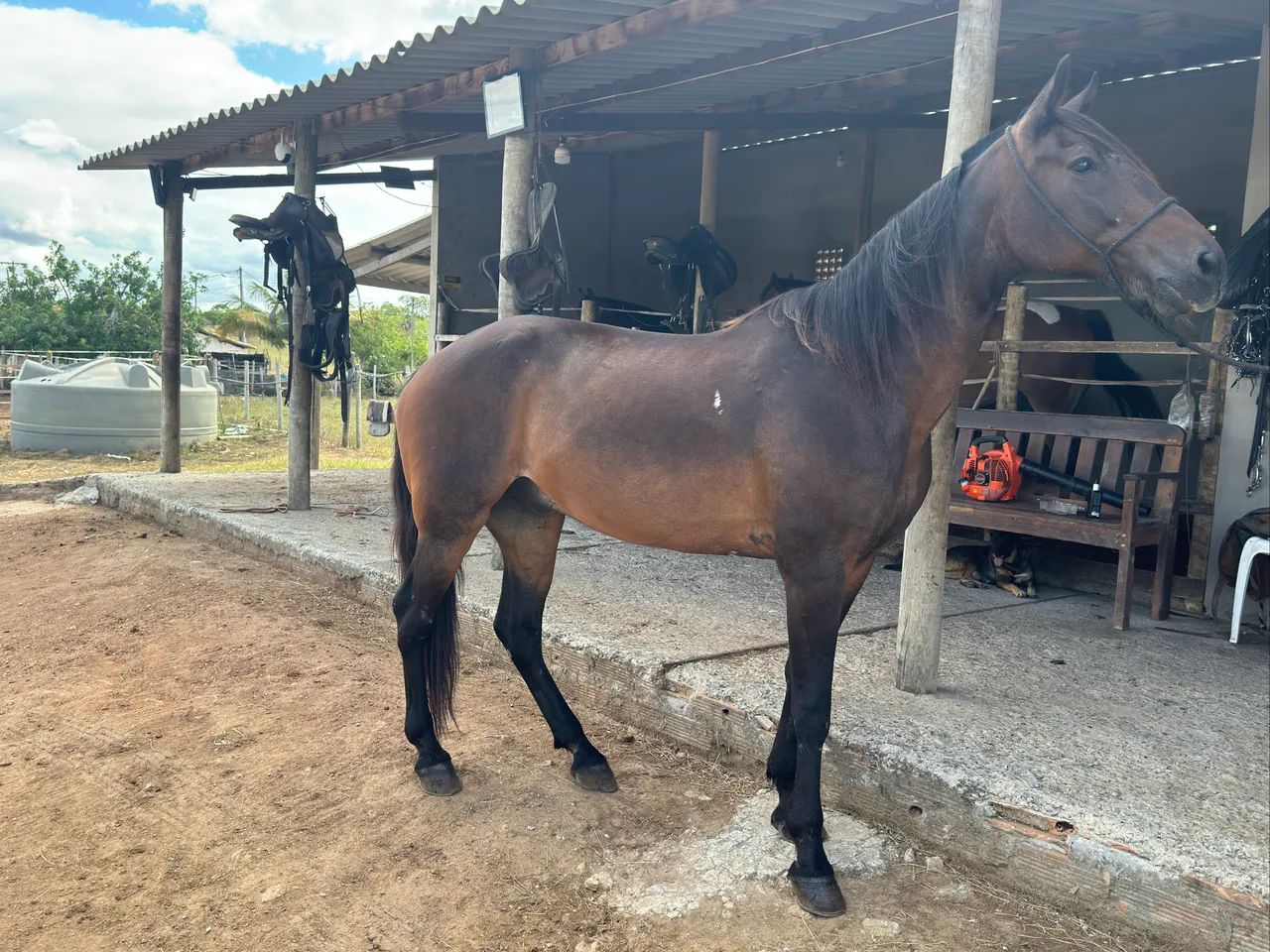 Cavalo Mangalarga Manso  - Foto 5