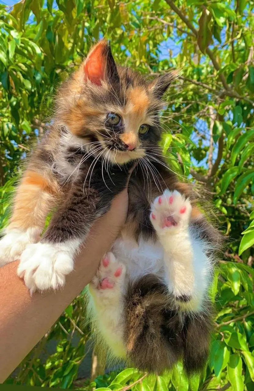 Filhotes de Maine coon femea tricolor e machinho