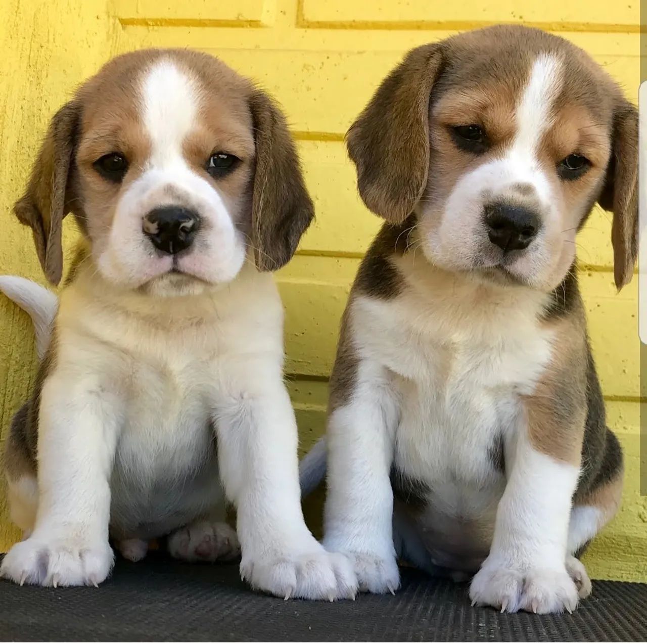 Beagle tricolor pronta entrega 