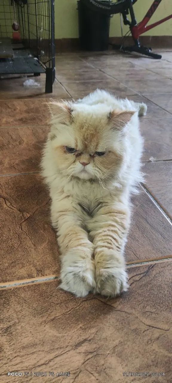 Gato persa  - Foto 3