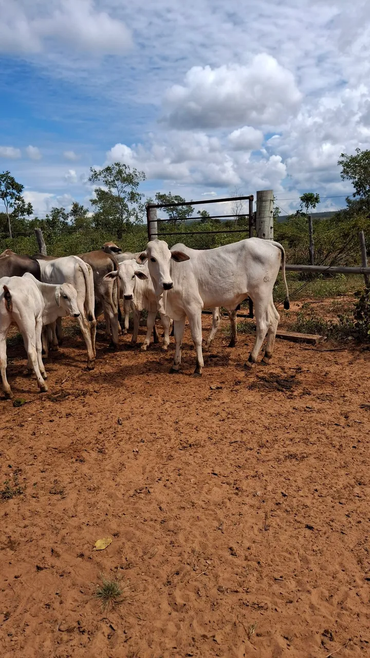 Bezerros Nelore para venda