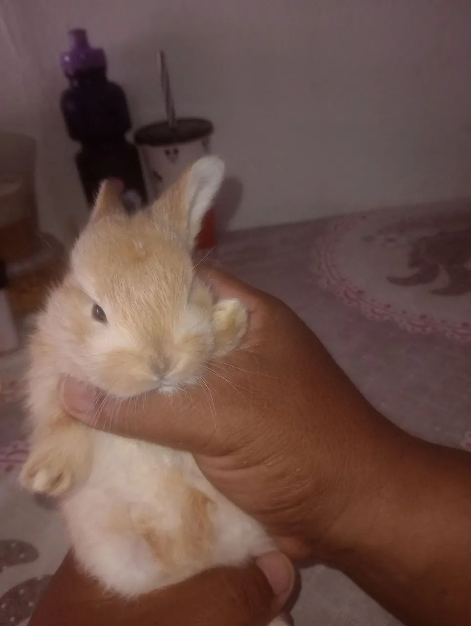 Filhotes de coelhinho 