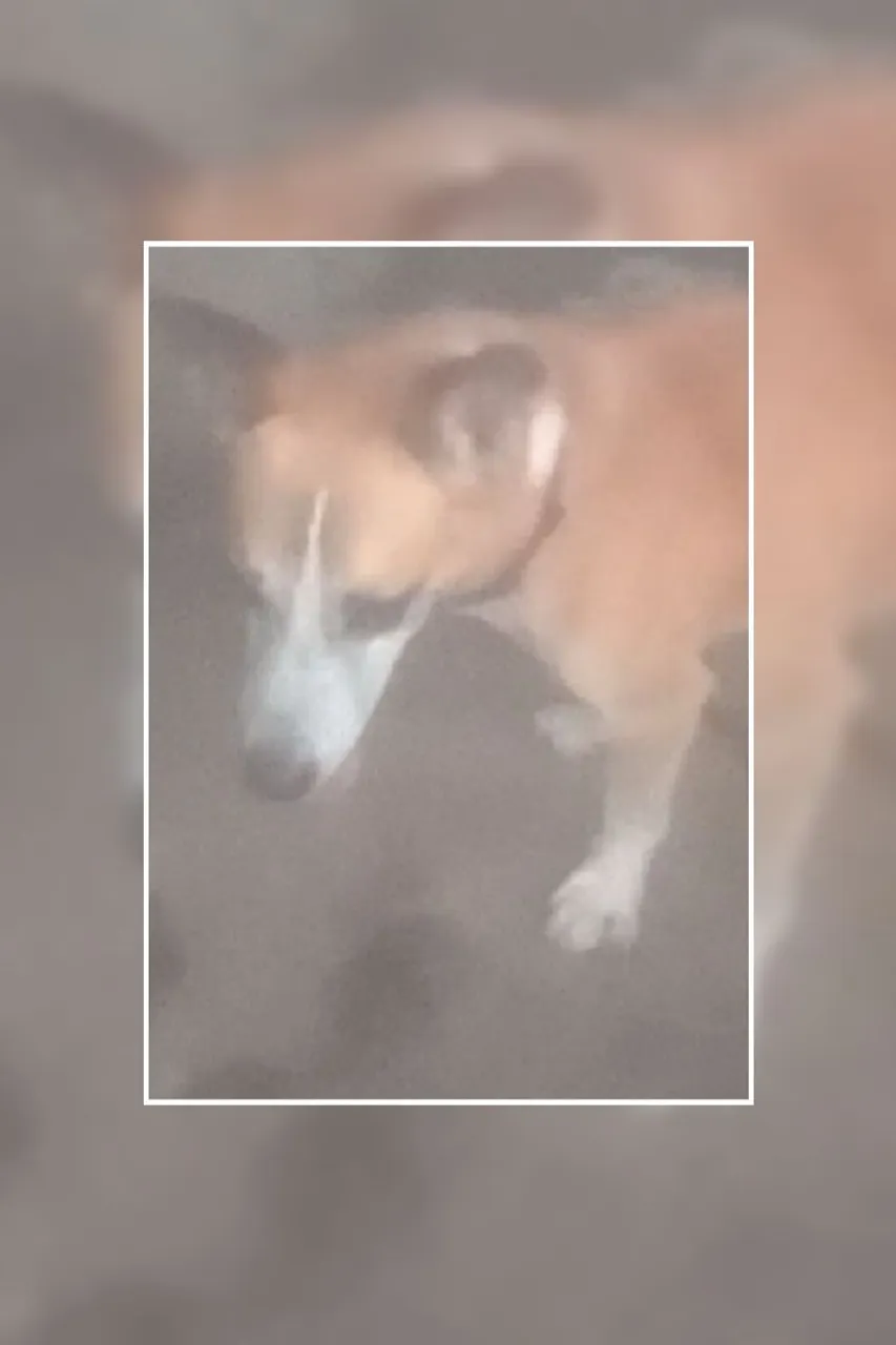 Pet prá doaçao