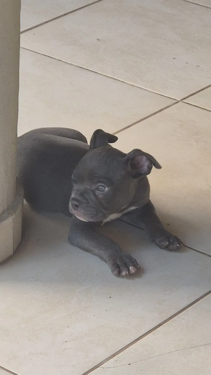 Filhote de American bully blue