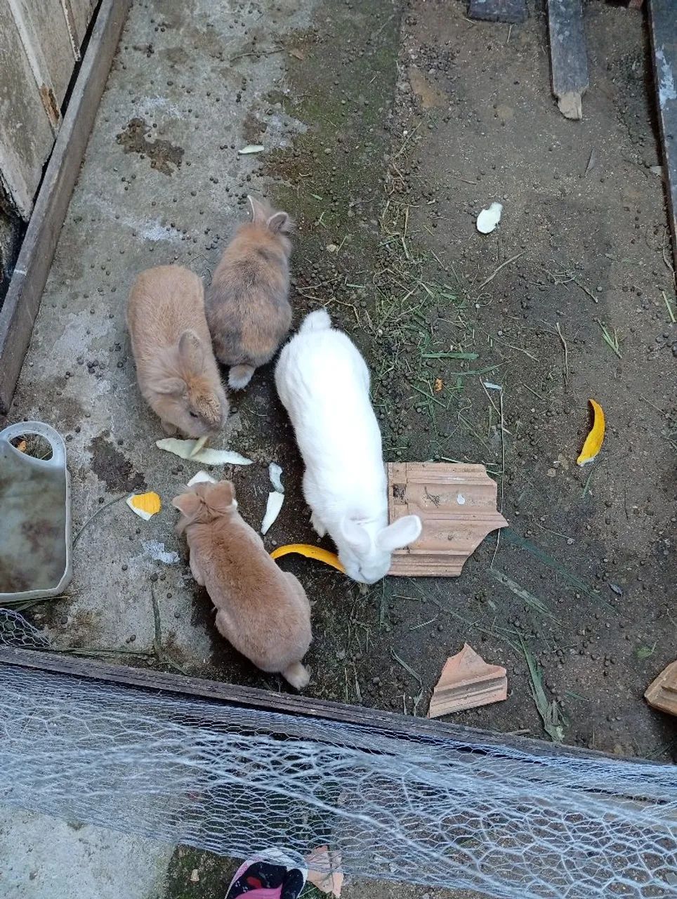 Coelhinhos fofos para vendas