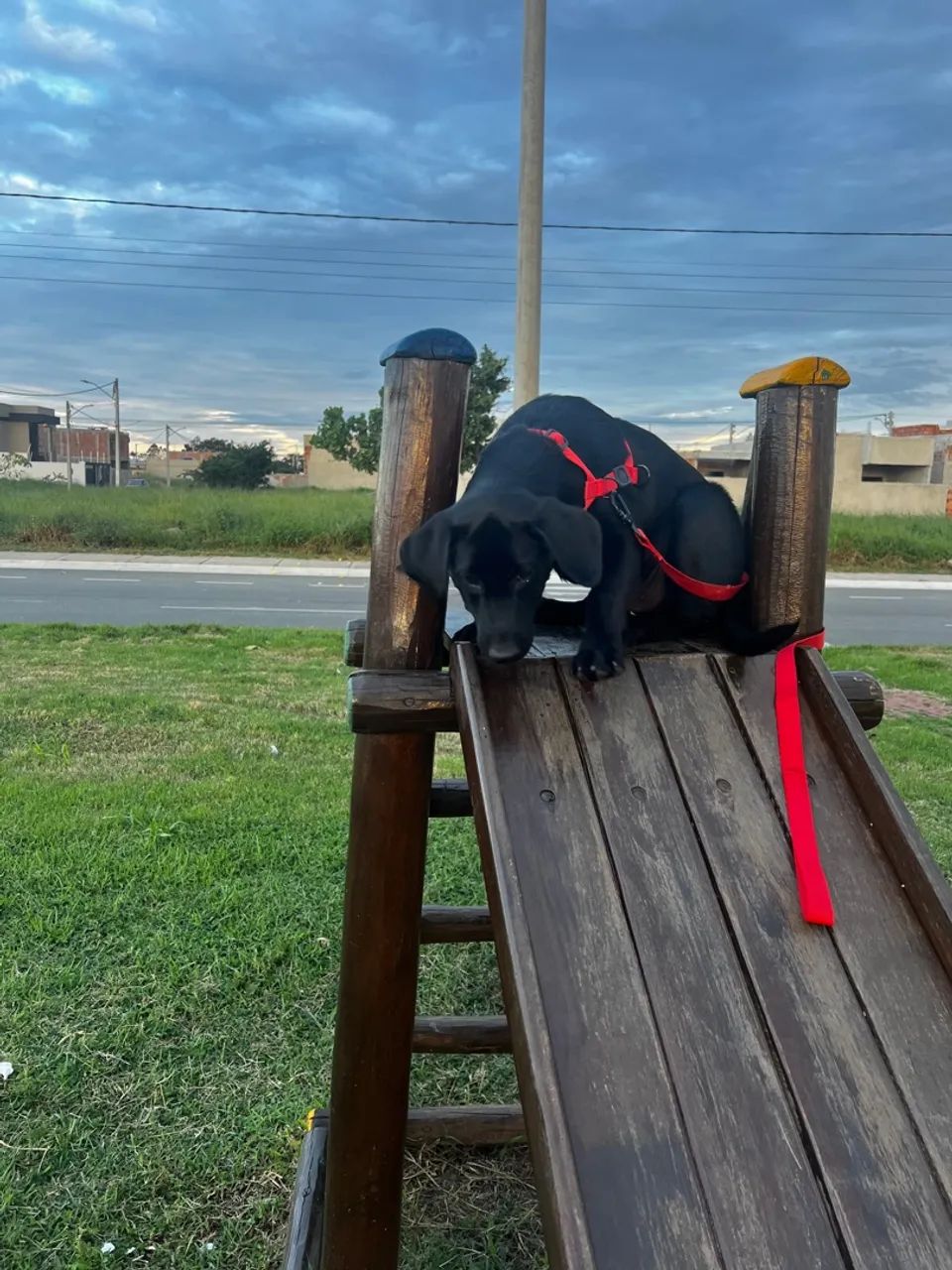 Estou doando esse cãozinho labrador de 4 meses - Foto 4