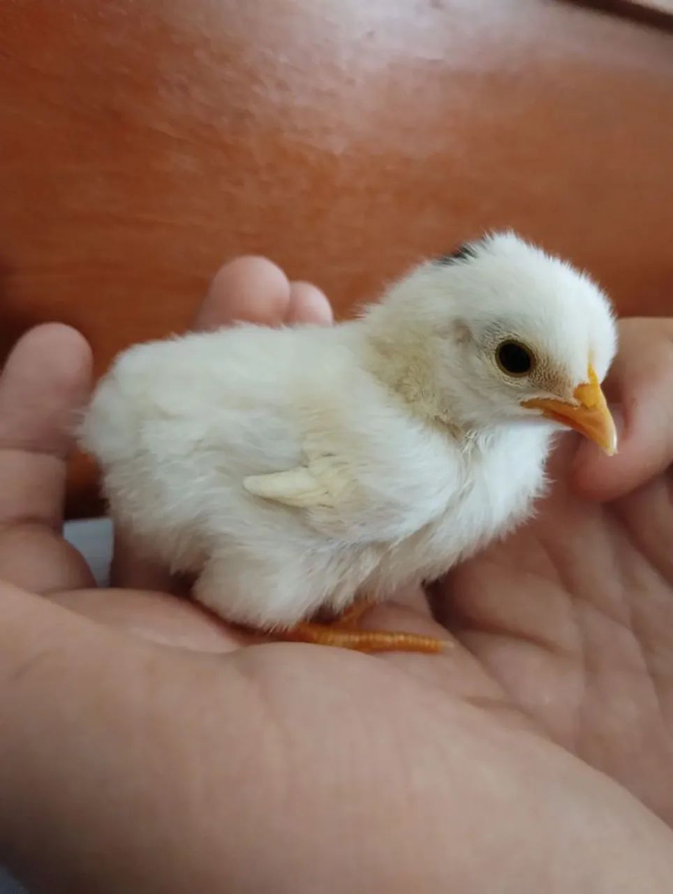 VENDO PINTINHO DE MINI GALINHA  - Foto 2