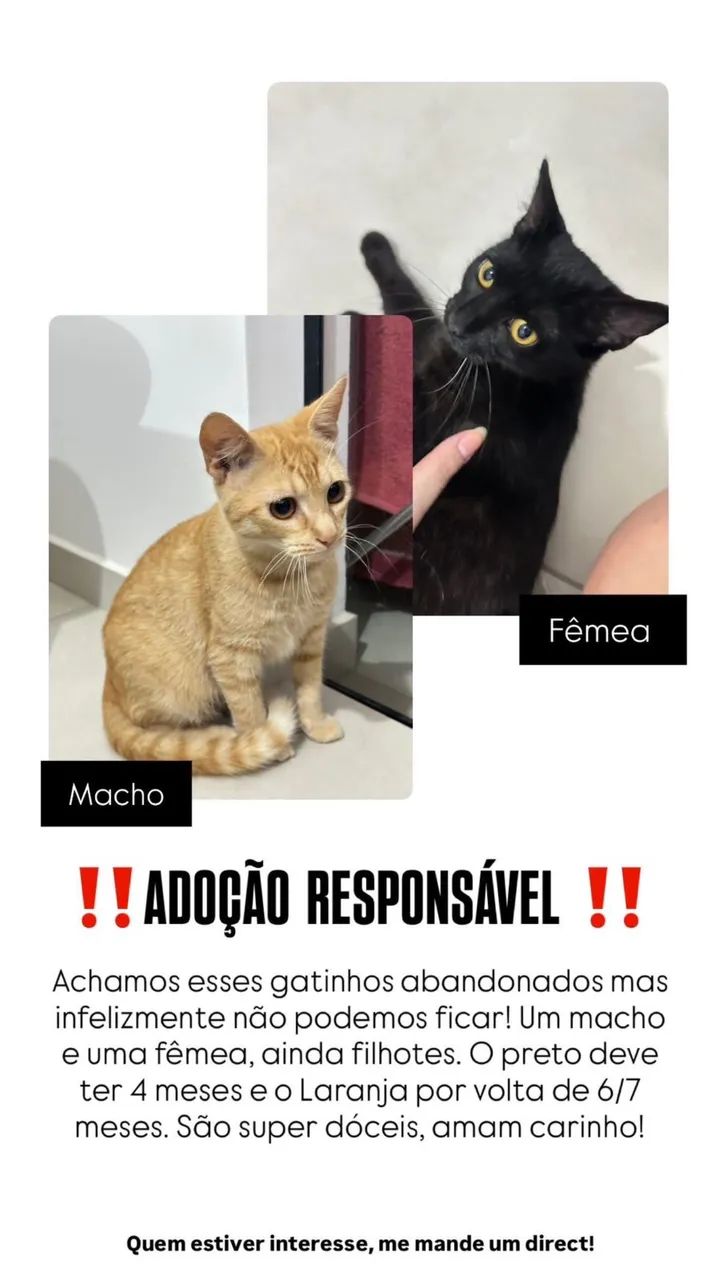 Gatos para adoção 