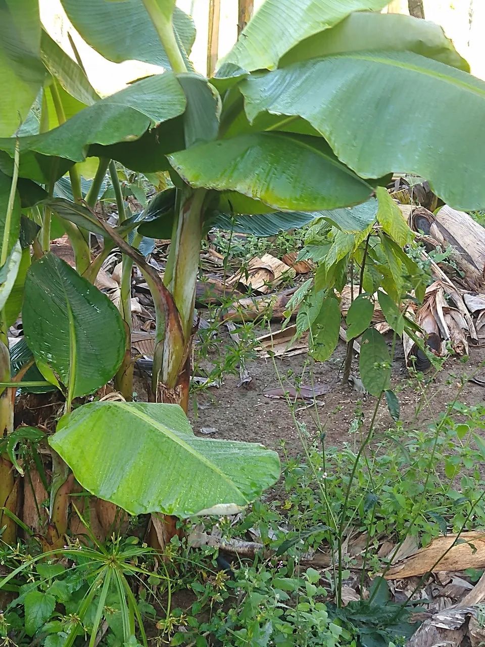 Muda banana da terra 