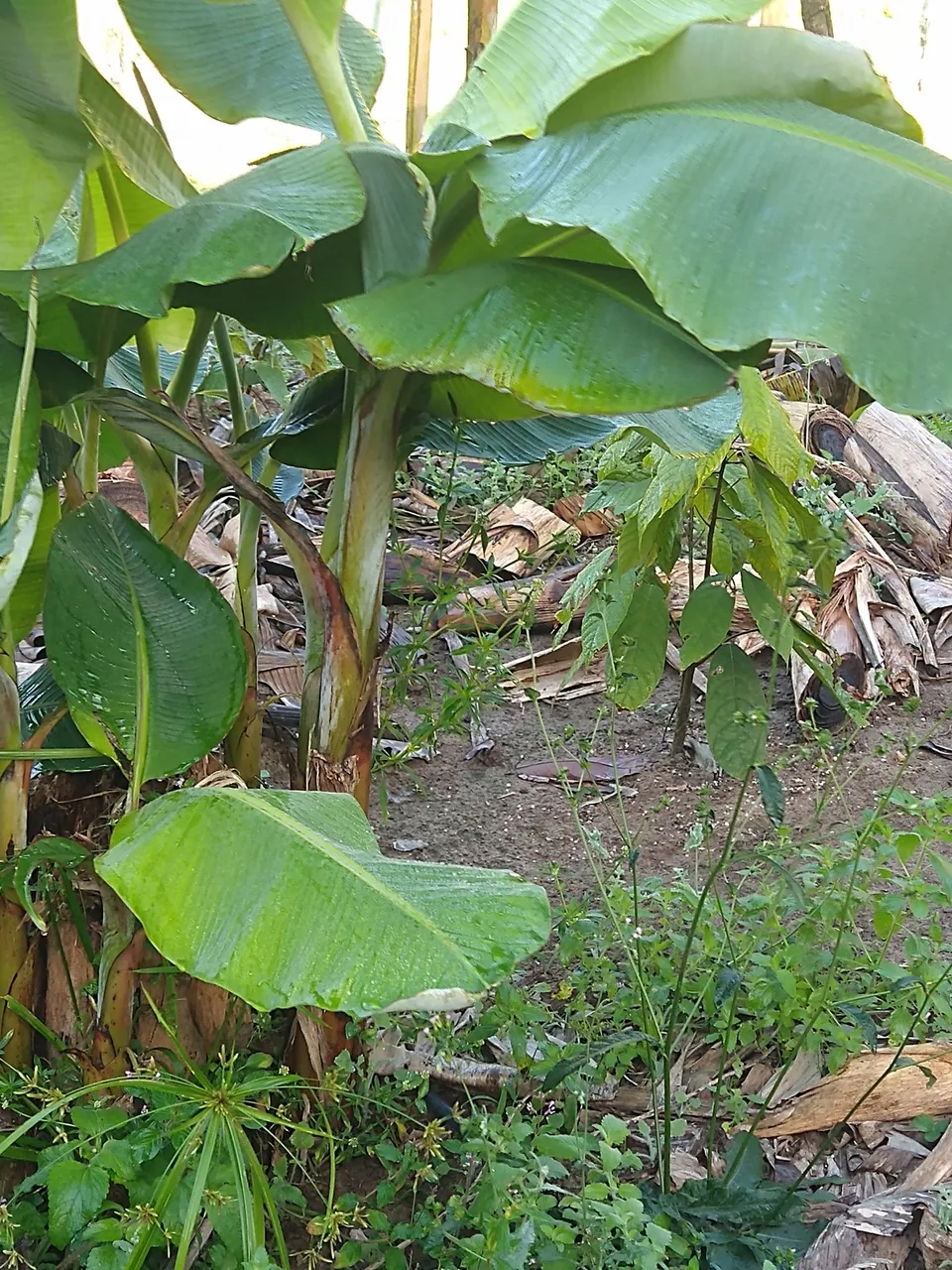 Muda banana da terra