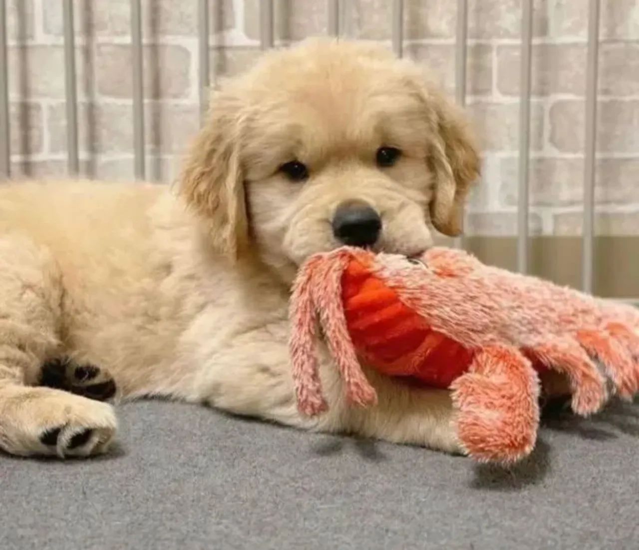 Golden  Retriever: Se derreta de amor