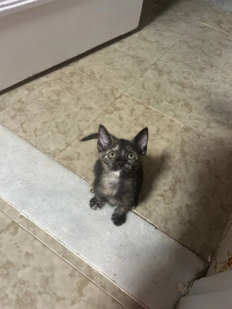 Gatinho fofinho e brincalhão para adoção - Foto 2