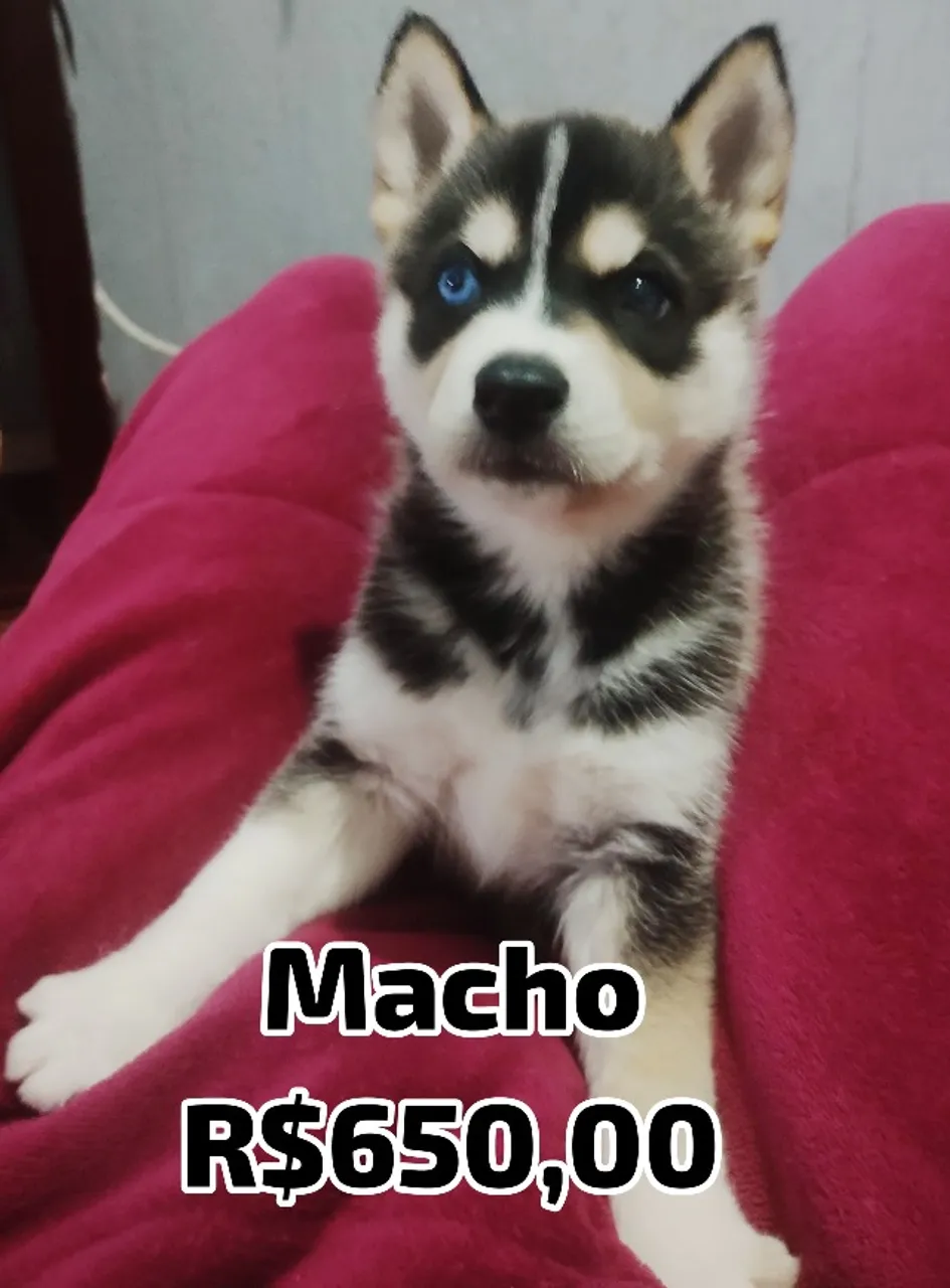 Husky Siberiano