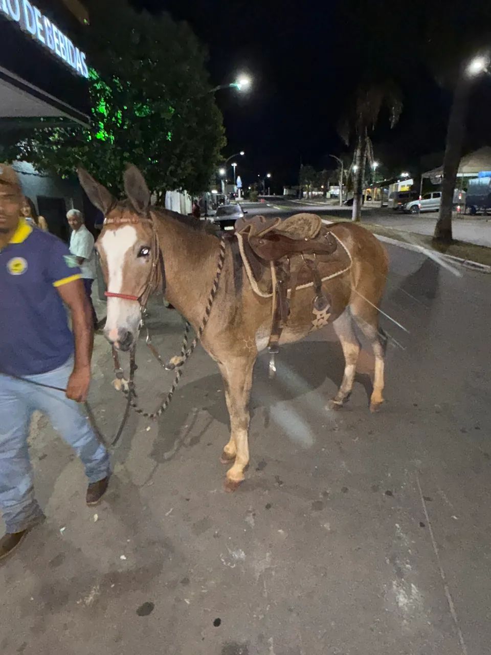 Burro de patrão  - Foto 3
