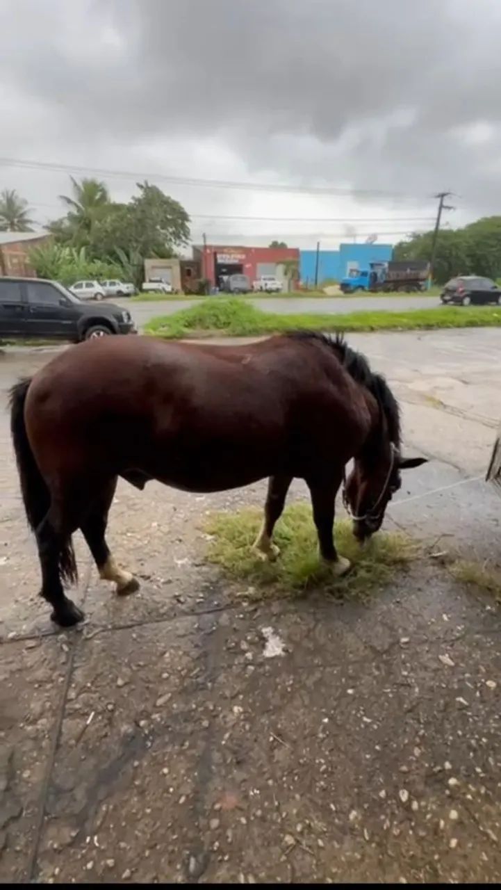 Pônei64309550689923121