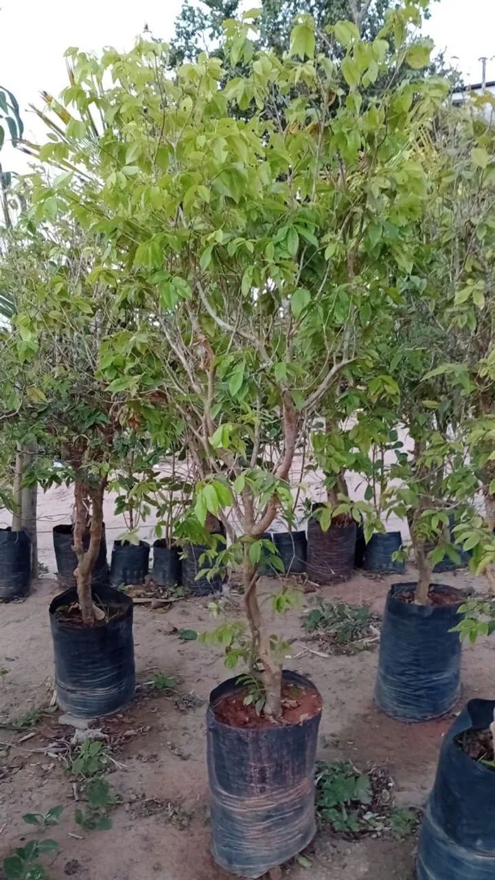 Jaboticaba hídrica  - Foto 3