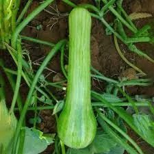 Sementes de Abóbora menina precoce - Foto 2