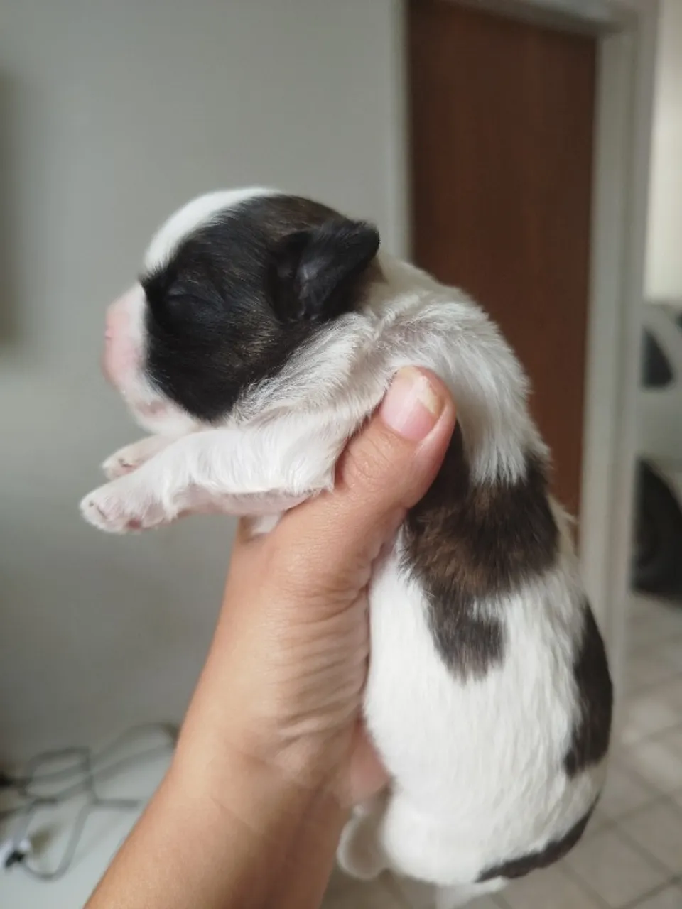Filhote de Shih Tzu