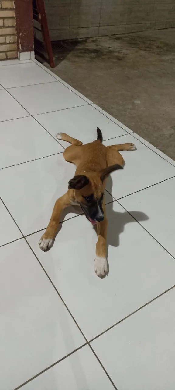 Cachorro Vira Lata famoso
