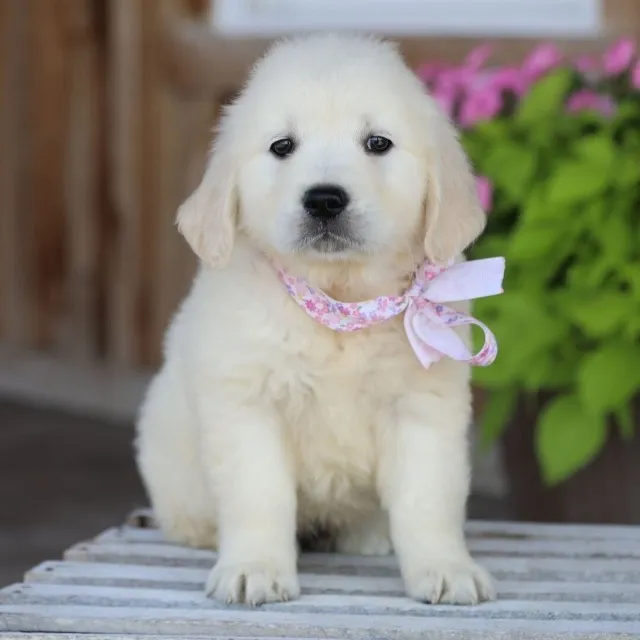 "Filhotes de Golden Retriever à venda! Cheios de energia, inteligência e muita fofura!"