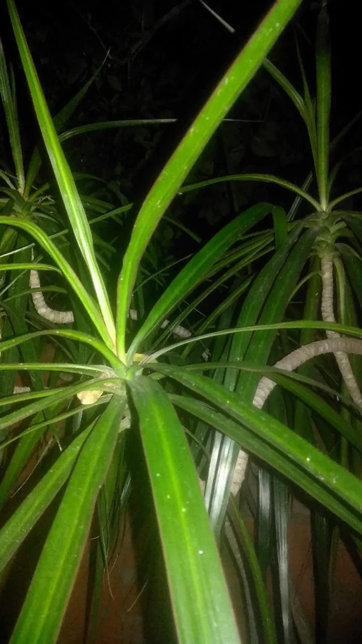 Dracena Arbórea - Linda e Cheia de Vida!