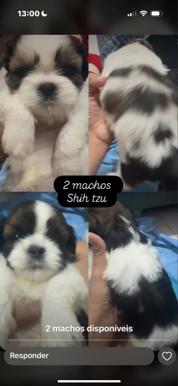 Filhotes Shihtzu à venda, puros.