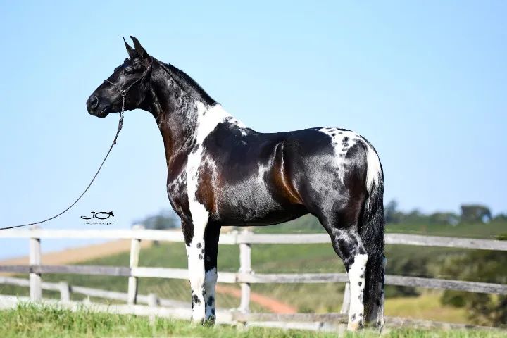 Cobertura garanhão pampa de preto homozigoto