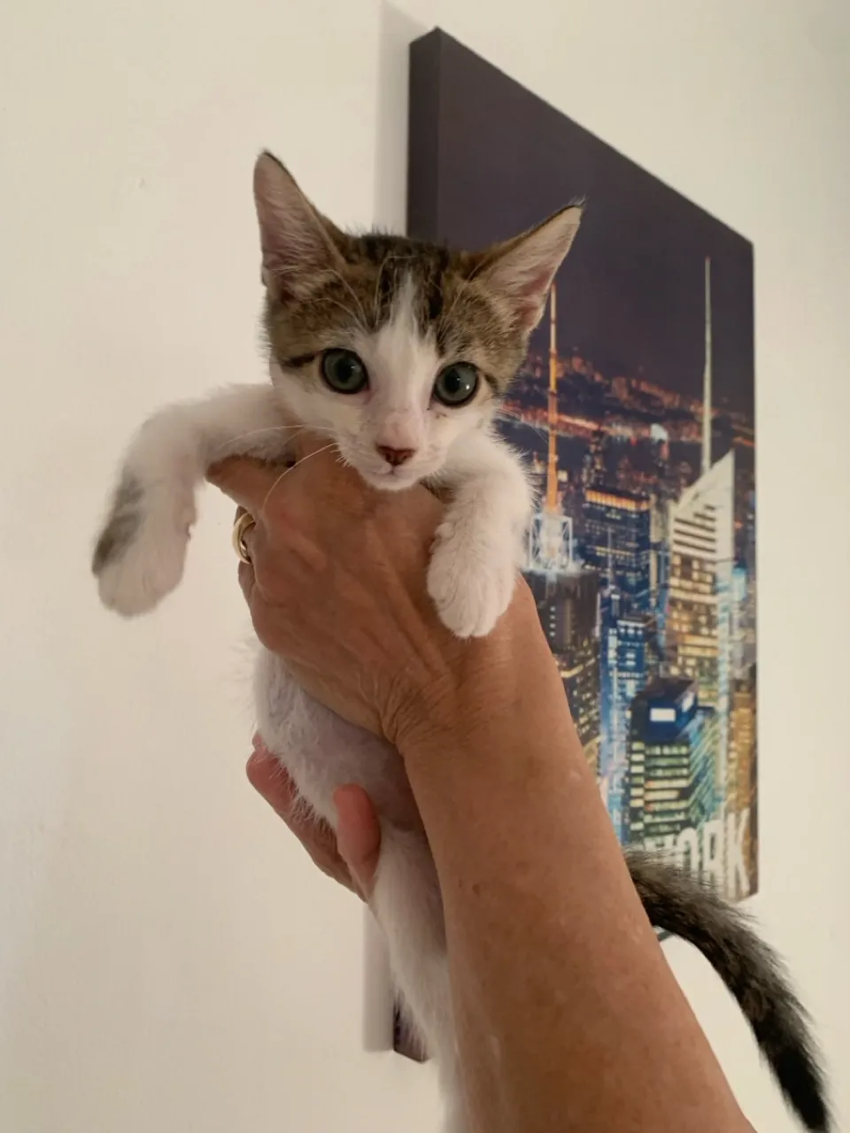 gatinhos de um mês para doação 