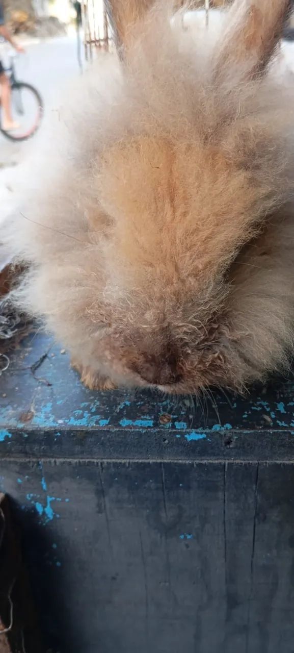 Filhote de Coelho da Raça Lion - Foto 2