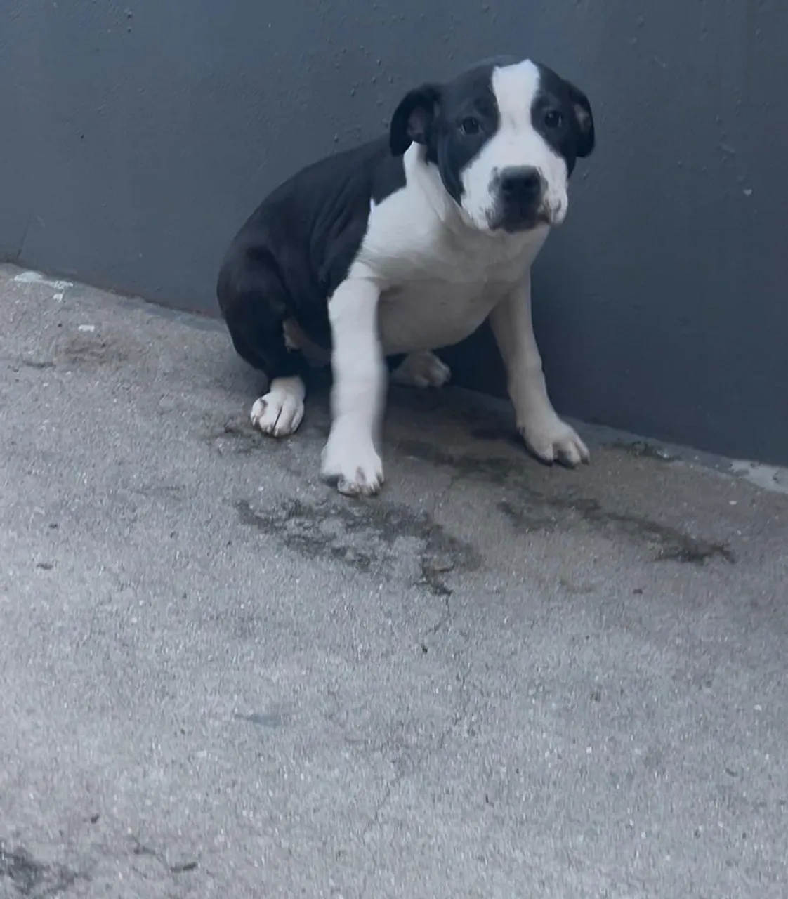 Filhote de American Pitbull terrier 
