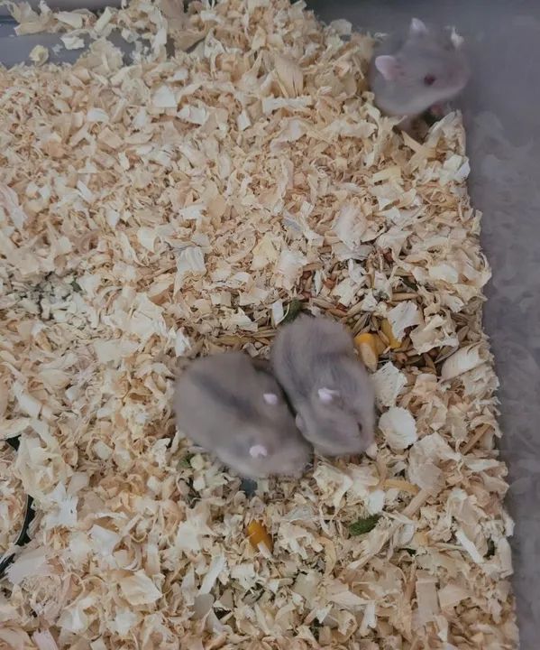 Hamster anão russo  - Foto 3