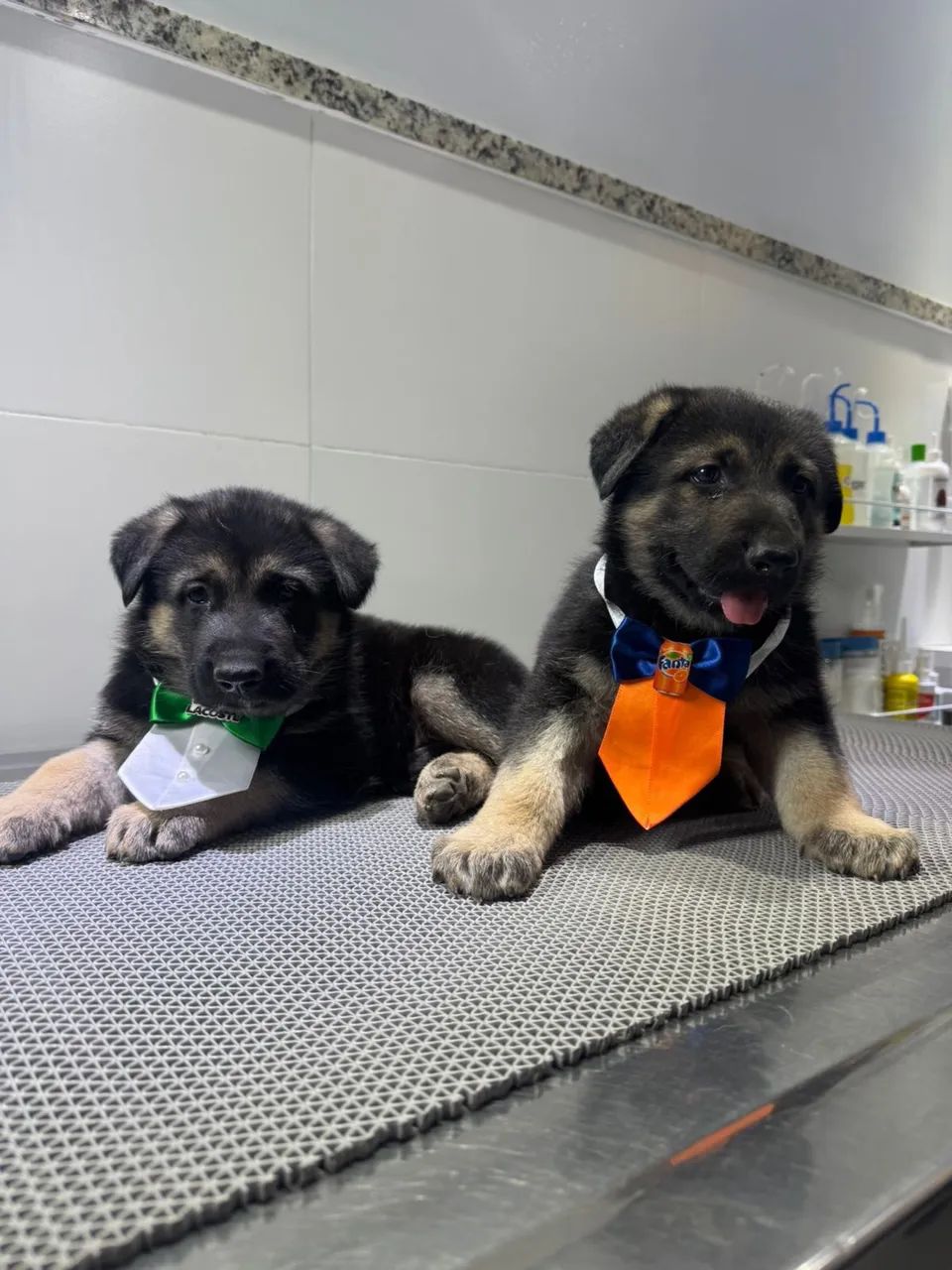 Filhotes de pastor alemão com pedigree