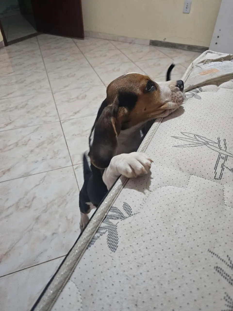 Filhote de Beagle buscando um novo lar