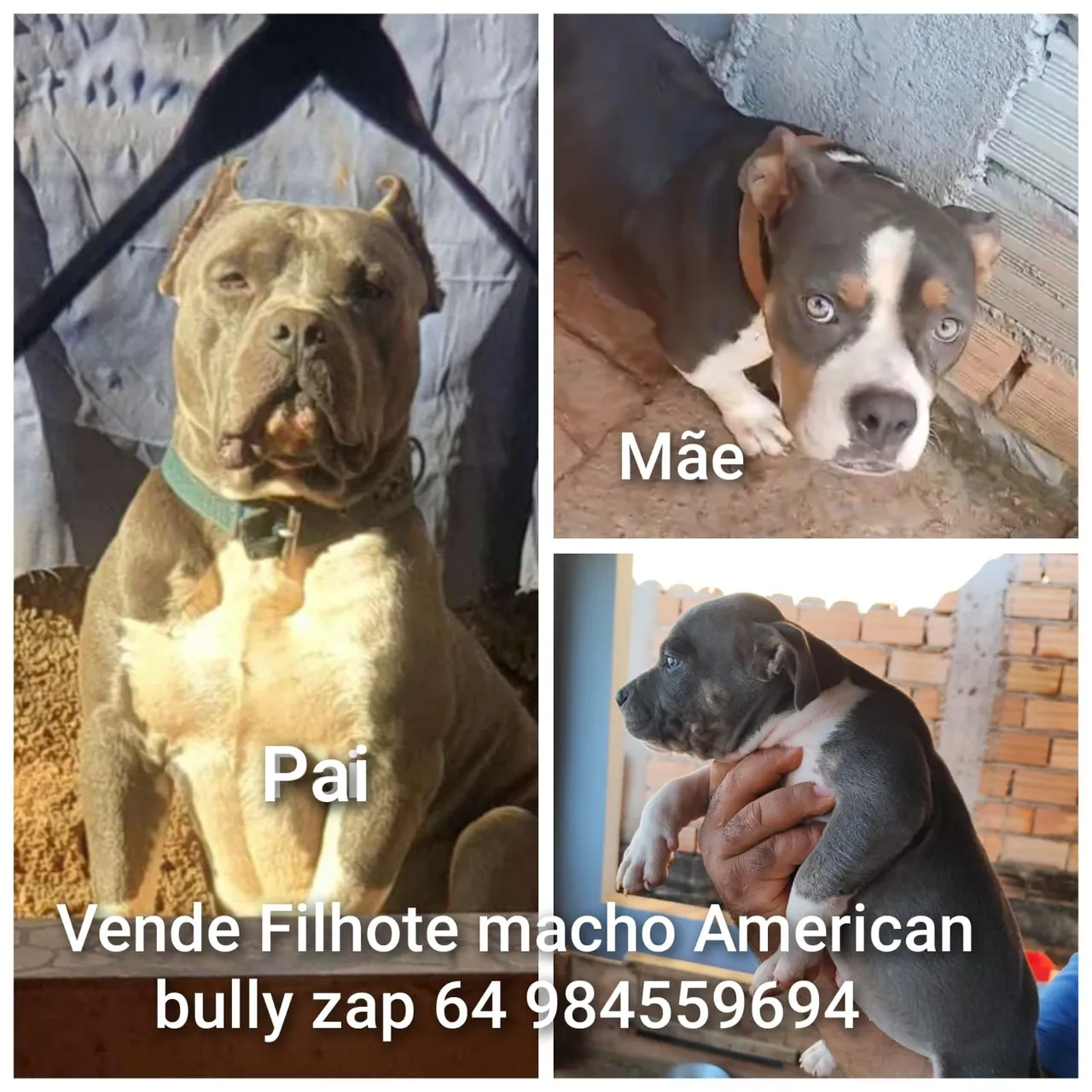 Filhote macho American Bully