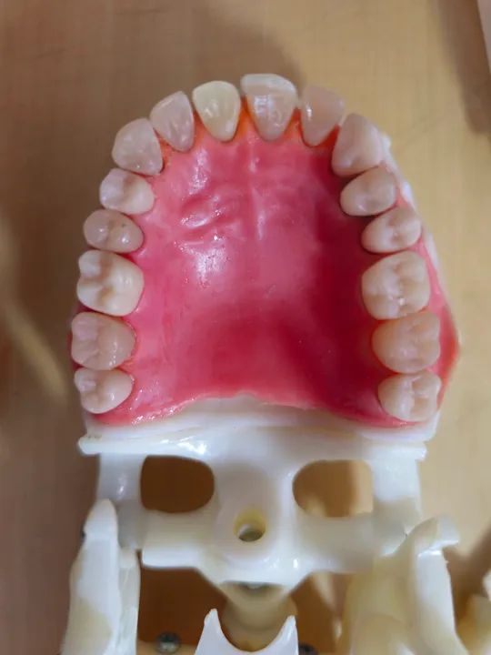 Manequim DENTÍSTICA e PRÓTESE - Foto 3