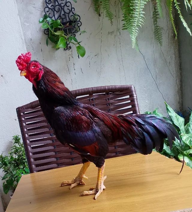 Vendo casal de Aseel Rajah Murgh Puros  - Foto 3