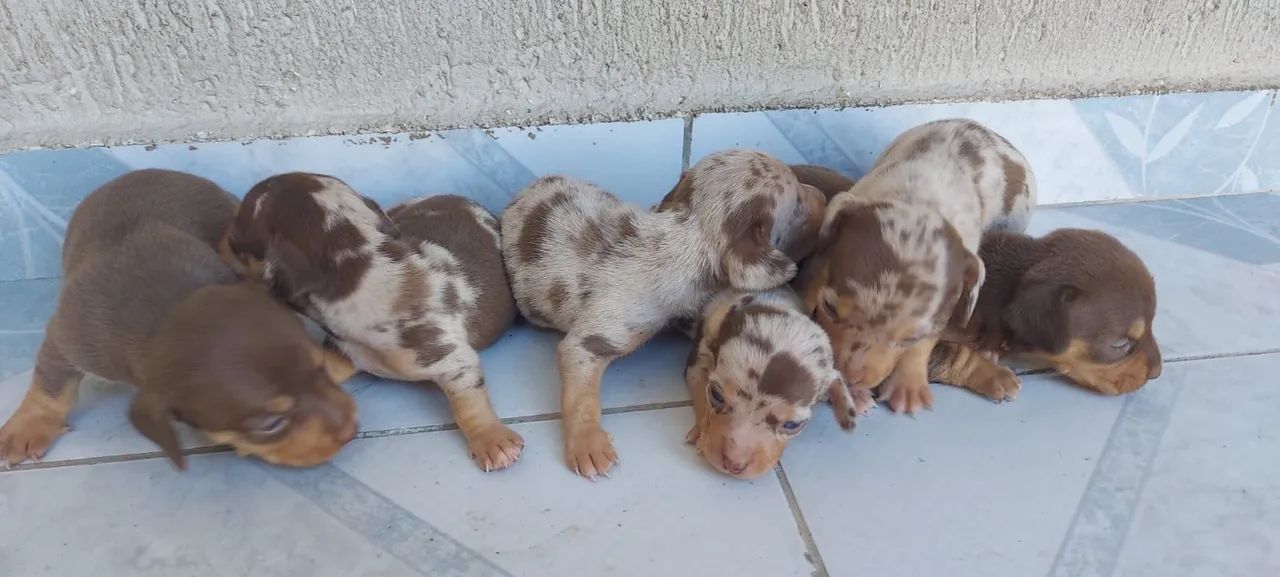 Dachshund Miniatura Lindos Filhotes Alerquim e Chocolate  - Foto 3