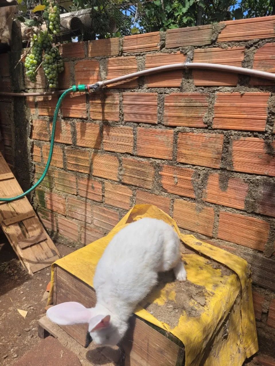 Coelho gigante de Flandres  - Foto 3